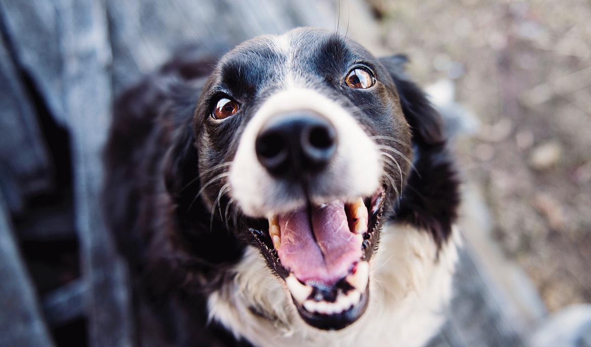 Betændelse i mandlerne hos hunde (tonsillitis): årsager, symptomer og behandling